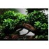 ADA TISSUE CULTURE-ANUBIAS BARTERI VAR NANA – (CUP : SHORT) -MK050