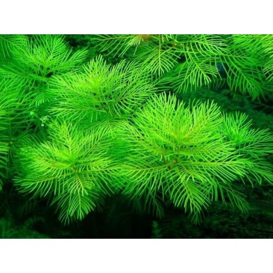 ADA TISSUE CULTURE - MYRIOPHYLLUM MATTOGROSSENSE (CUP SIZE: TALL) - IC406