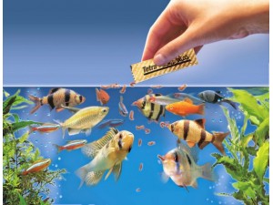 To 5 Exquisite Delicacies for your Aquatic Fishes!