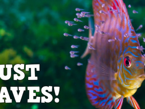 Top 5 Aquarium Accessories That Will Ease Your Fish Keeping Days!