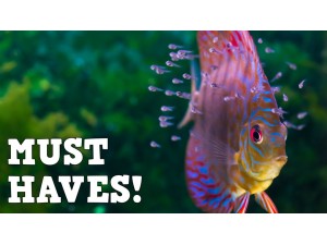 Top 5 Aquarium Accessories That Will Ease Your Fish Keeping Days!