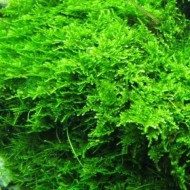 ADA TISSUE CULTURE PLANT - CHRISTMAS MOSS (VESICULARIA MONTAGNEI) (CUP SIZE: SHORT) - IC809
