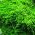 ADA TISSUE CULTURE PLANT - CHRISTMAS MOSS (VESICULARIA MONTAGNEI) (CUP SIZE: SHORT) - IC809