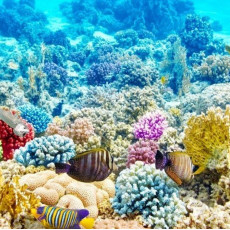 Coral & Invertrbrates