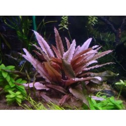 ADA TISSUE CULTURE - CRYPTOCORYNE WENDTII "PINK PANTHER" (CUP SIZE: TALL) - IC185