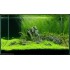 ADA TISSUE CULTURE - ELEOCHARIS VIVIPARA (CUP SIZE: TALL) - IC041