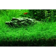 ADA TISSUE CULTURE PLANT - ELEOCHARIS ACICULARIS MINI (LABELED AS ELEOCHARIS PARVULA) (CUP SIZE: SHORT) - IC027