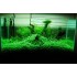 ADA TISSUE CULTURE - HYDROCOTYLE TRIPARTITA "MINI" (CUP SIZE: SHORT) - IC203