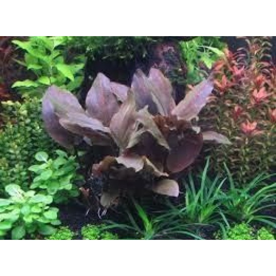 ADA TISSUE CULTURE - LAGENANDRA MEEBOLDII  RED  (CUP SIZE: TALL) - IC217
