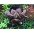 ADA TISSUE CULTURE - LAGENANDRA MEEBOLDII 'RED' (CUP SIZE: TALL) - IC217