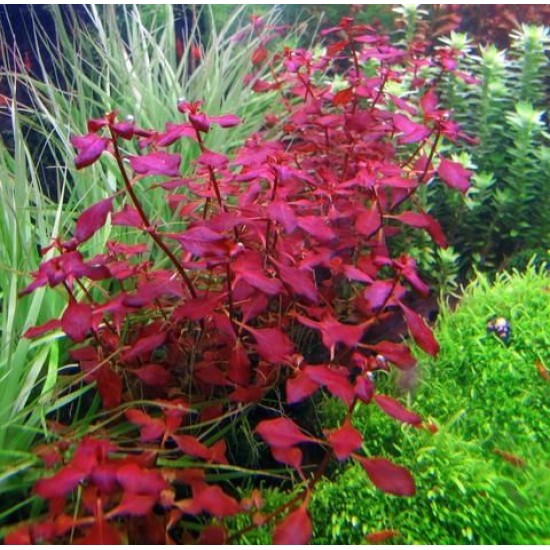 ADA TISSUE CULTURE - LUDWIGIA REPENS  SUPER RED  (CUP SIZE: TALL) - IC407