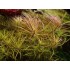 ADA TISSUE CULTURE - POGOSTEMON STELLATUS 'DASSEN' (CUP SIZE: TALL) - IC026