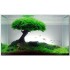 ADA TISSUE CULTURE - PEACOCK MOSS (TAXIPHYLLUM SP. 'PEACOCK) (CUP SIZE: SHORT) - IC808