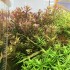 ADA TISSUE CULTURE - ROTALA MACRANDRA 'BANGLADESH' (CUP SIZE: TALL) - IC397