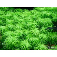 ADA TISSUE CULTURE - TONINA FLUVIATILIS (CUP SIZE: TALL) - IC464