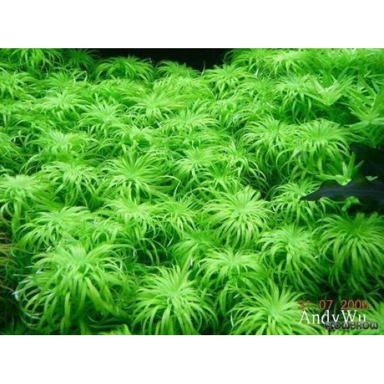 ADA TISSUE CULTURE - TONINA FLUVIATILIS (CUP SIZE: TALL) - IC464