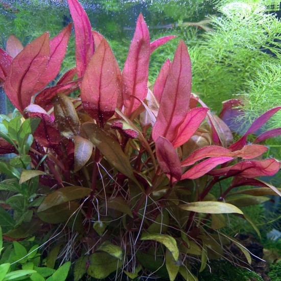 ADA TISSUE CULTURE PLANT - ALTERANTHERA REINECKII "MINI" (CUP SIZE: TALL) - IC408