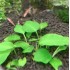 ADA TISSUE CULTURE - LAGENANDRA MEEBOLDII 'GREEN' (CUP SIZE: TALL) - IC216