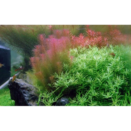 ADA TISSUE CULTURE -ROTALA WALLICHI   LONG LEAF  (CUP SIZE: TALL) - IC389